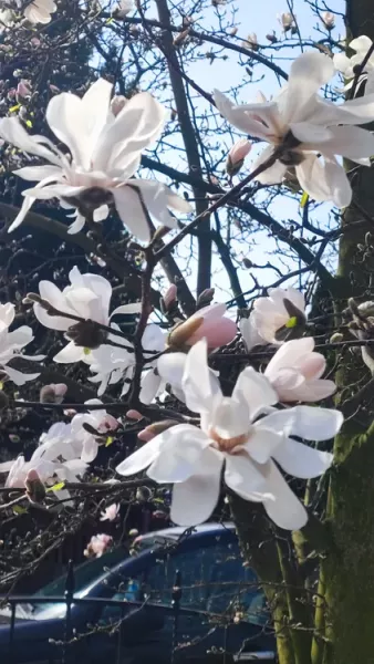 magnolia-gwiazdzista-1