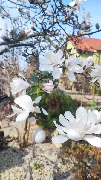 magnolia-gwiazdzista-2