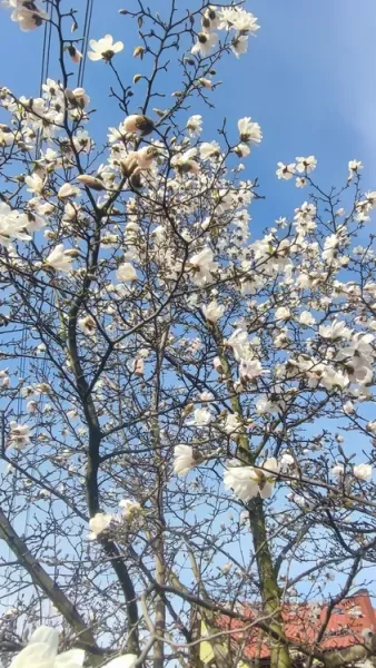 magnolia-gwiazdzista-3