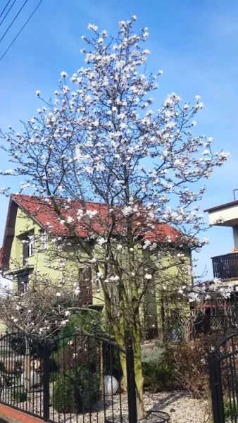 magnolia-gwiazdzista-4